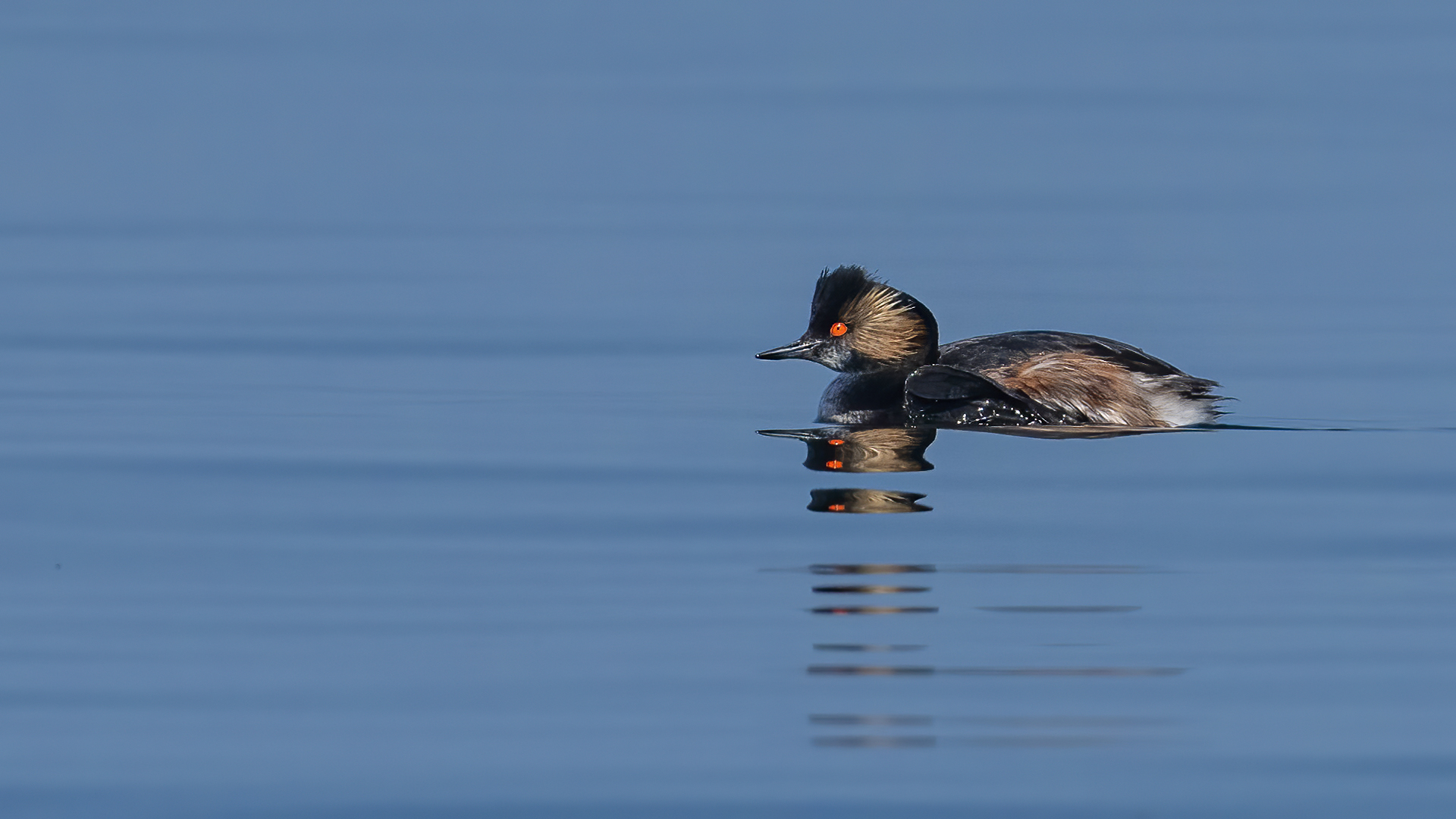 Eared Grebe